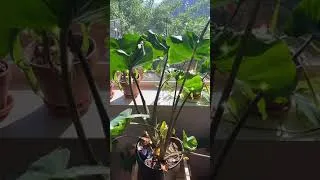 Thumbnail: Yellow Leaves | Alocasia Stingray Houseplant Care 101 #shorts