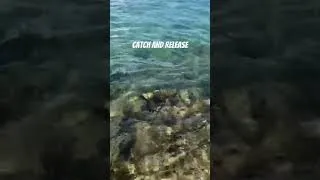 Thumbnail: I’ll catch him again in a few years!🤙 #catchandrelease #hawaii