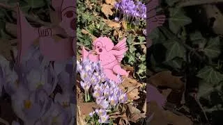 Thumbnail: The harbinger of spring blessing your feed