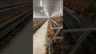 Thumbnail: Factory Raising Millions of Hens #raisingchickens #heneggs #hens #poultryfarm #sam98farm