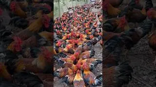 Thumbnail: Millions of Roosters are Raised Free Range #shorts #rooster #raisechickens #poultryfarm #sam98farm