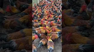 Thumbnail: Millions of Roosters are Raised Freely #poultryfarm #rooster #raisechickens  #shorts #sam98farm
