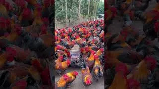 Thumbnail: Raising chickens wearing glasses #shorts #chikendinner #chickenfarm