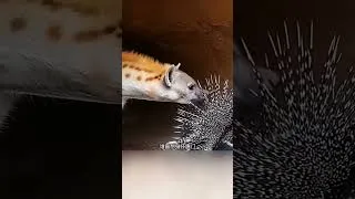 Thumbnail: The ferocious bird is terrifying.