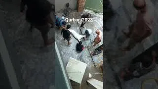 Thumbnail: qurbani 2023 #qurbanistatus