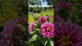 Thumbnail: Bare Dirt to Dreamy Cottage Garden in 4 Yrs #cottagegarden #garden #gardening #gardendesign #flowers