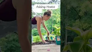 Thumbnail: Adding Wide Brim & American Halo Hosta to my garden  #cottagegarden #garden #gardening #gardenplants