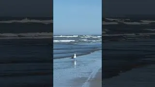 Thumbnail: 59 sec. of peace…Ocean Shores, WA! #beach #wildlife #survival #food #chain