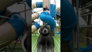 Thumbnail: Turn the Bear into a Toy!