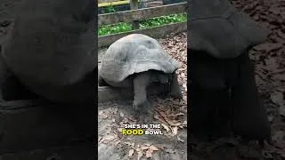 Thumbnail: Look at How This Giant Tortoise Is Sitting