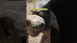 Thumbnail: Two Different Sounds Giant Tortoises Make