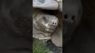 Thumbnail: Playing Peekaboo With Bernie the Giant Tortoise