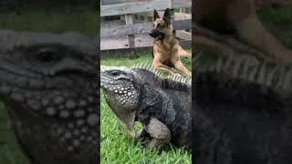 Thumbnail: Happy International Dog Day From the Farm!