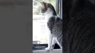 Thumbnail: The KITi Virtual Cat Assistant #Shorts