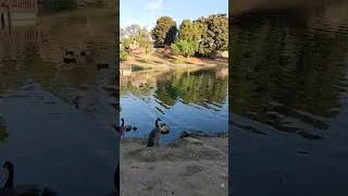 Thumbnail: Hollenbeck Park #losangeles