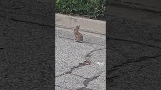 Thumbnail: tiny rabbit #losangeles