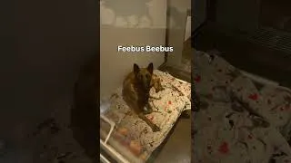 Thumbnail: Which Pet Would You Adopt?