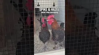 Thumbnail: Our Roosters and Their Quirks