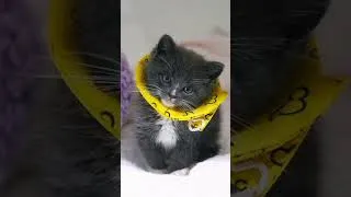 Thumbnail: All You Do Is Talk About Cats...