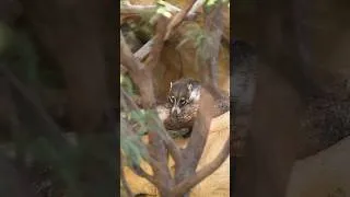 Thumbnail: Get to Nose The White-Nosed Coati