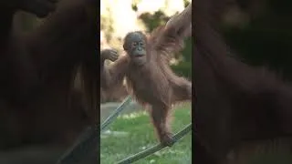 Thumbnail: Orangutan Troop Treetop Twirls 🍊