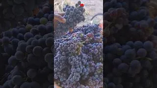 Thumbnail: How I Harvest Organic Grapes #asmrsound# #food
