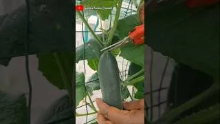 Thumbnail: How I Harvest Cucumbers From My Greenhouse#asmrsound#shortvideo