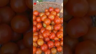 Thumbnail: How I Harvest Tomatoes #asmrsound#short