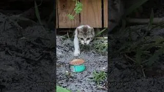 Thumbnail: losing your soul animal… it was NEVER “just a cat” #soulkitty #rescuekitten #felineleukemia #felv
