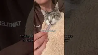 Thumbnail: from the day we met to the day we said goodbye… I remember EVERYTHING❤️‍🩹 #soulkitty #rescuekitten