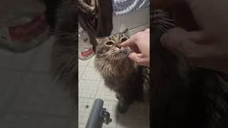 Thumbnail: my kitty Pan says thank you!