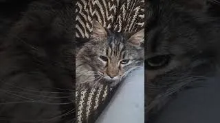 Thumbnail: my kitty Pan says thank you!