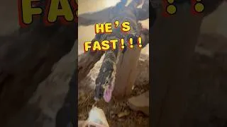 Thumbnail: NO JOKE #SCARY #FAST #REPTILE #DANGEROUS #LIZARD