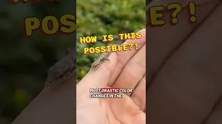 Thumbnail: UNREAL🤯 #cleveland #reptiles #ohio #rare #beautiful