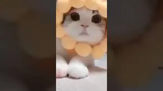 Thumbnail: Cute Cat #shorts