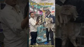 Thumbnail: Cat + Dog Available