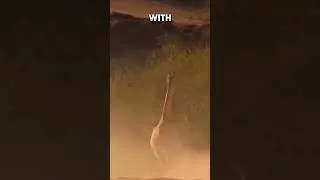 Thumbnail: Giraffe vs Lion Pride