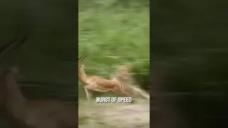 Thumbnail: Amazing Lioness Stalk And Attack #animals #lion