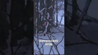 Thumbnail: Fox Escape From Lynx Cat #naturedocumentary #animals #wildlife #wildlifestories #animalworld