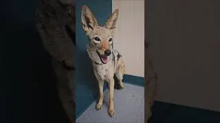 Thumbnail: African Black-backed Jackal goes to the vet!