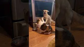 Thumbnail: Living with a wild fox