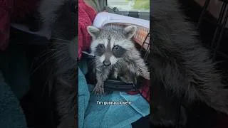 Thumbnail: Rescuing a baby racoon from the highway 🦝