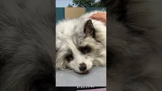 Thumbnail: Rest in peace Malachi 🧡