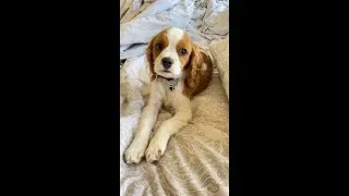 Thumbnail: CAVAPOO PUPPY...DOES HE WANT TO GET UP OR NOT? #shorts #youtubeshorts