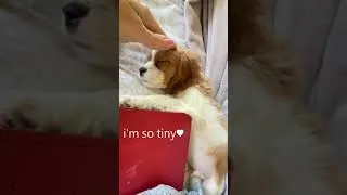 Thumbnail: Sleepy Cavapoo Puppy is So Tired! #shorts