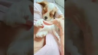 Thumbnail: Cavapoo Puppy dreams of drinking milk! #shorts