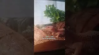 Thumbnail: Who Needs Netflix When You Have Luna?  #reptilecare #leopardgecko #lizard