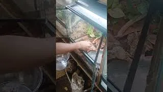Thumbnail: These Baby Garter Snakes Just Got Their Dream Home!  #reptilecare #gartersnake #babysnake