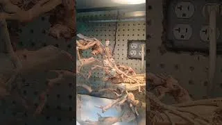 Thumbnail: Bearded Dragon Cuddle Puddle!