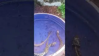 Thumbnail: The Luckiest Fish Alive!